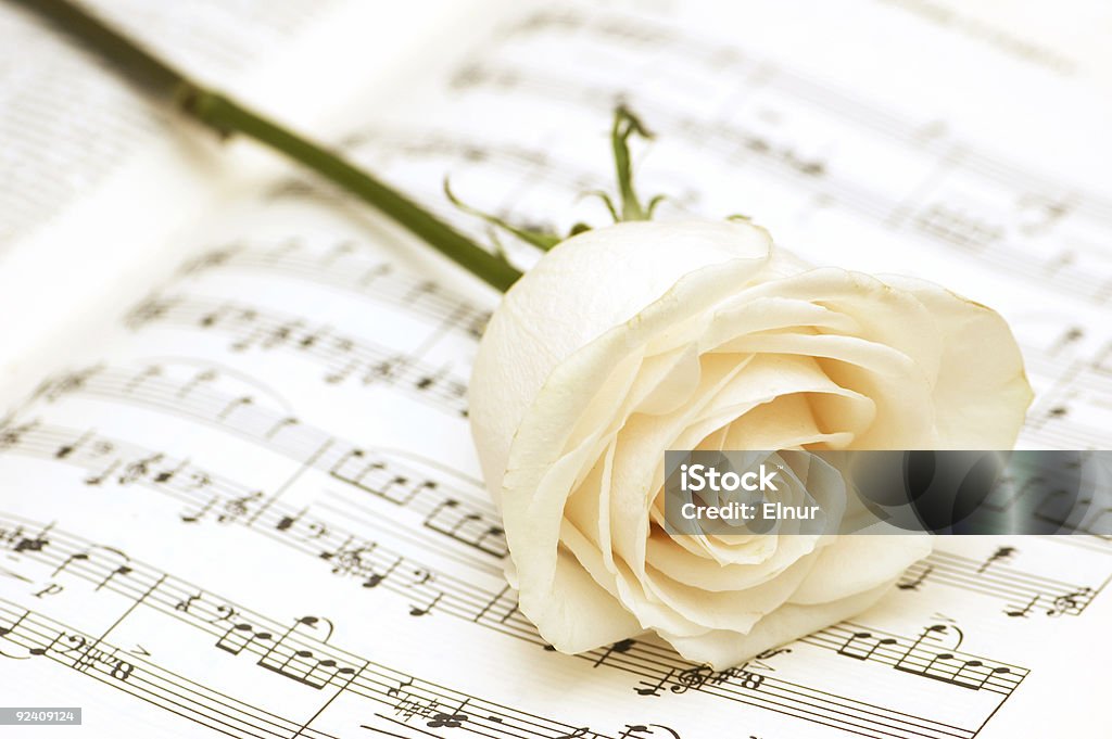 Rosa Branca no notas musicais página - Foto de stock de Arranjo royalty-free