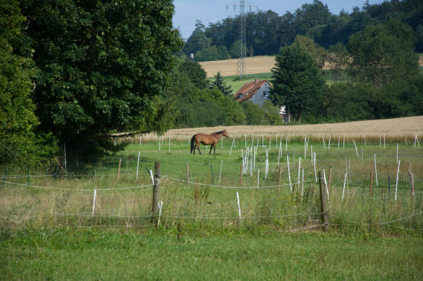 istock Horse outside on the field 924091510