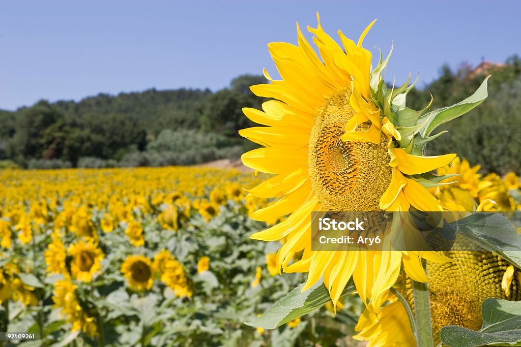 Girasoli - Foto stock royalty-free di Fattoria