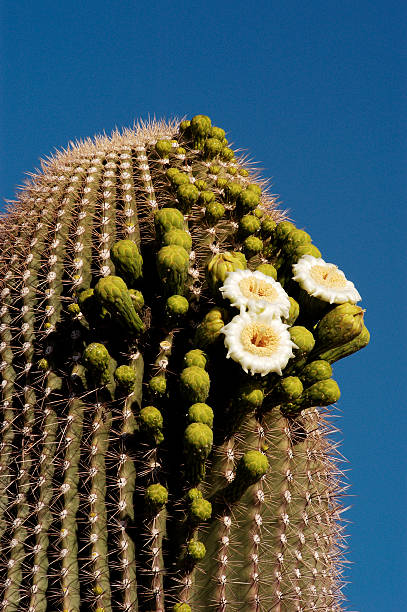 saguaro blüten 4 - sonoran desert cactus flower head southwest usa stock-fotos und bilder