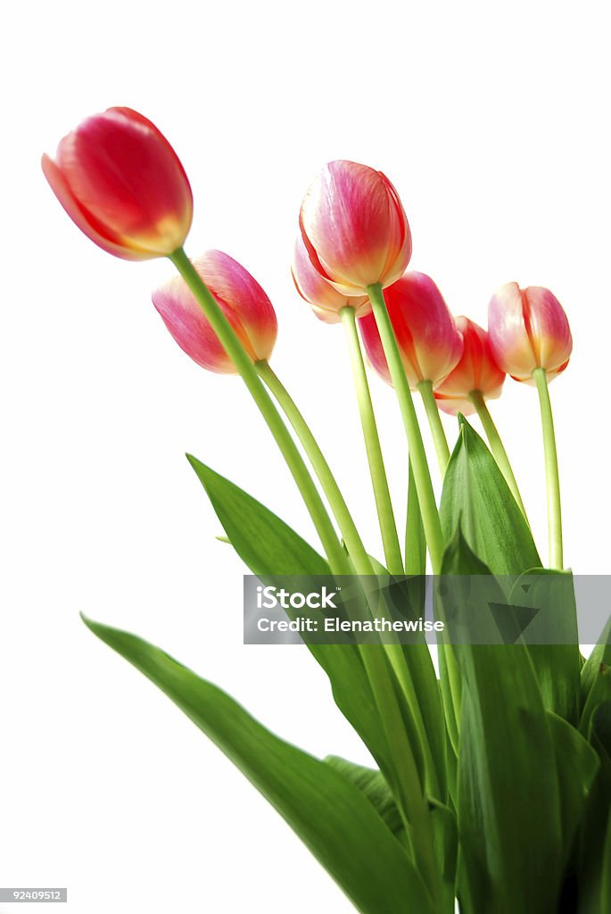 Tulipani rosa - Foto stock royalty-free di Al vapore