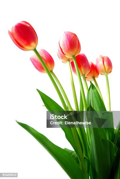 Tulipani Rosa - Fotografie stock e altre immagini di Al vapore - Al vapore, Angolo - Descrizione, Bianco