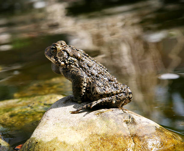 Relaxing Frog stock photo
