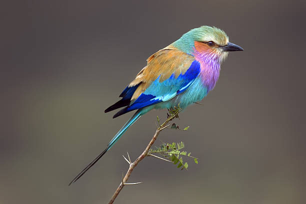 Lilacbreasted Roller Lilacbreasted Roller; Coracias Caudata; South Africa lilac breasted roller stock pictures, royalty-free photos & images