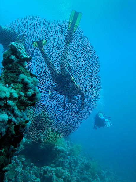 istock Divers behind of large horny coral 92409722