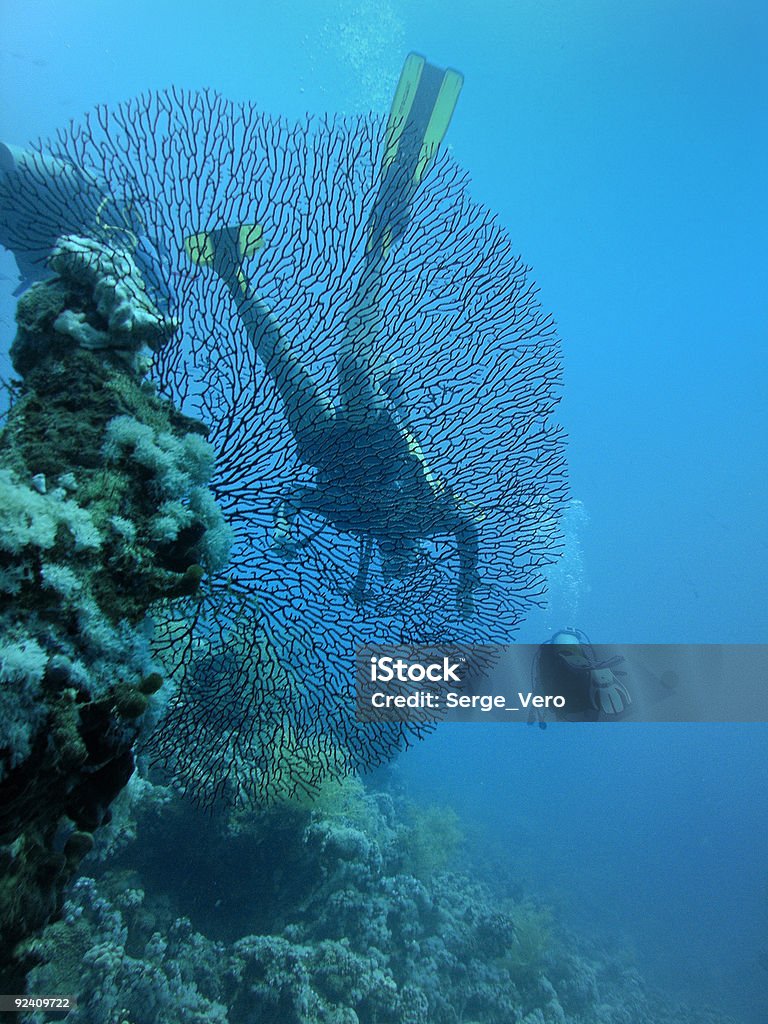 Дайверов за больших horny коралловый - Стоковые фото Без людей роялти-фри