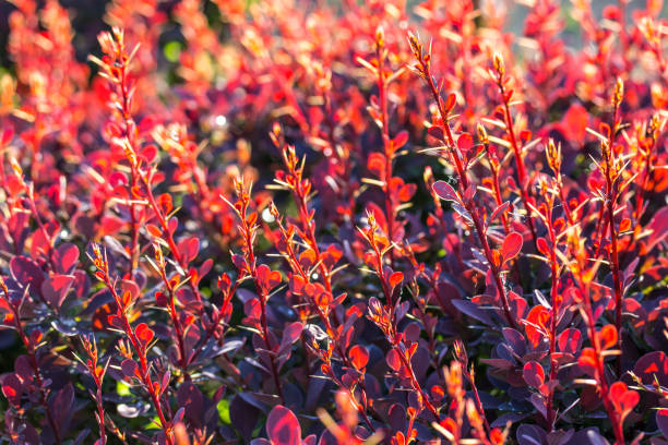 istock Barberry bush, colorful floral red background 924098442