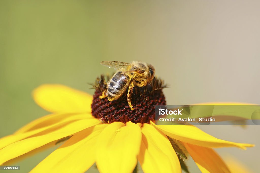 Abelha está coletando néctar - Foto de stock de Horta royalty-free