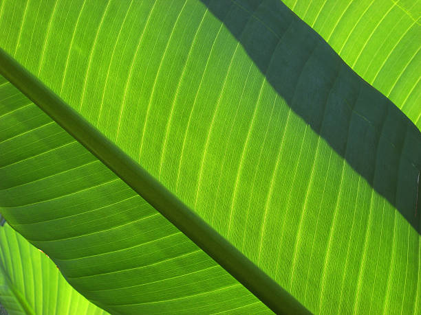 istock Layers of green leaves 92409892