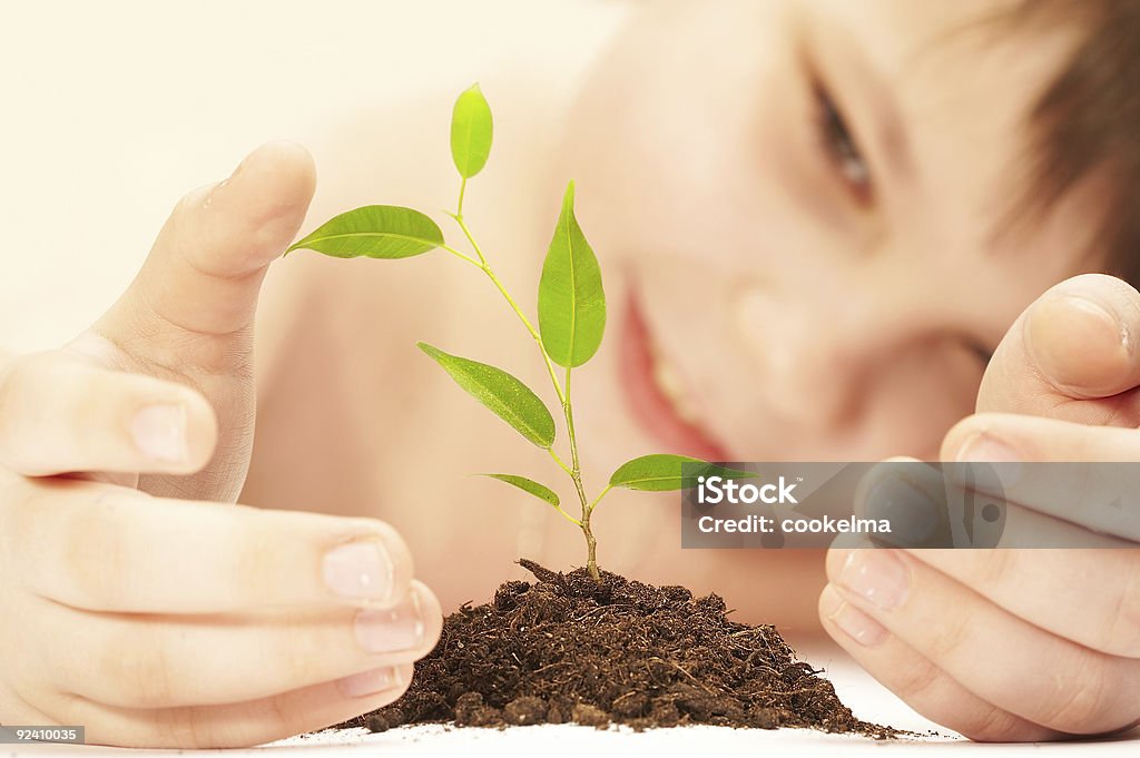 Der junge, Junge Pflanze. - Lizenzfrei Neu Stock-Foto