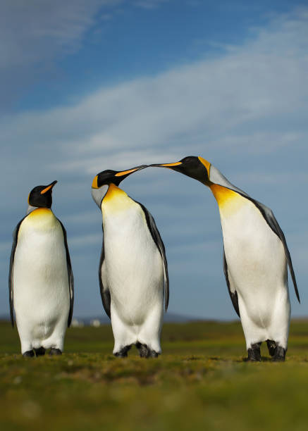 Three King penguins displaying aggressive behavior during mating season Three King penguins displaying aggressive behavior during mating season, Falkland islands. penguins fighting stock pictures, royalty-free photos & images