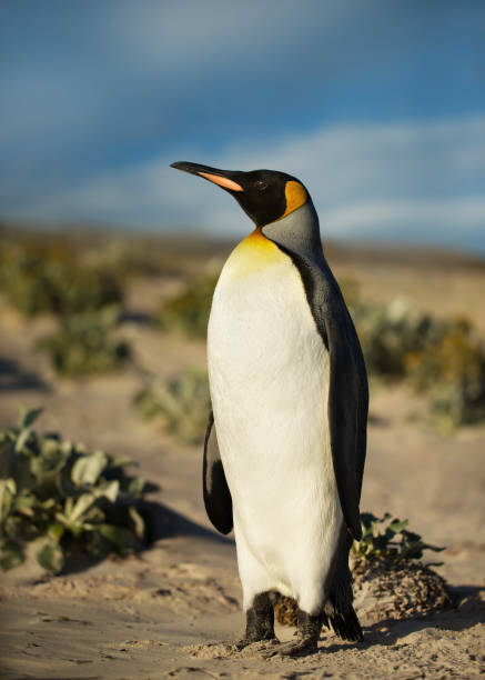 istock Close up of a King penguin on a sandy beach 924100622