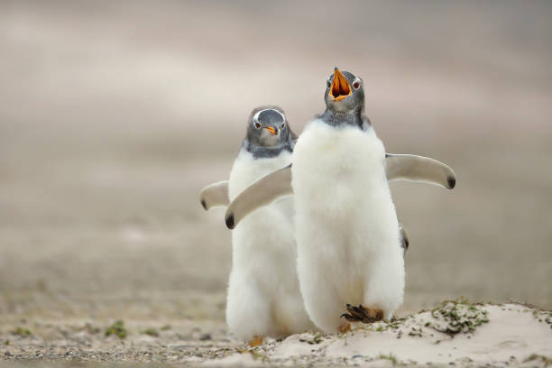 Gentoo penguin chick chasing its sibling on a sandy coast Gentoo penguin (Pygoscelis papua) chick chasing its sibling on a sandy coast, Falkland islands. penguins fighting stock pictures, royalty-free photos & images