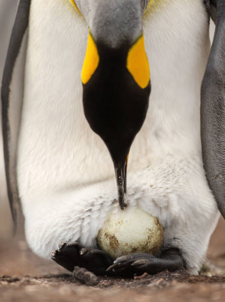 King penguin with an egg on feet waiting for it to hatch King penguin with an egg on feet waiting for it to hatch, Falkland islands. king penguin stock pictures, royalty-free photos & images