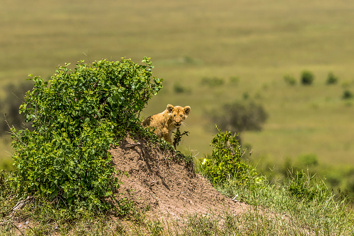 Alone wild African Lion Cub hiding