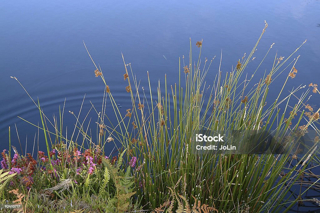 Bellissimo Pozzanghera - Foto stock royalty-free di Acqua