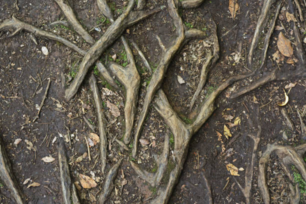 istock The roots of a tree in the ground. 924107894