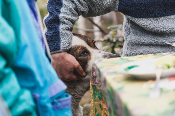 istock owner strokes  Central Asian sheepdog in front of table 924107956