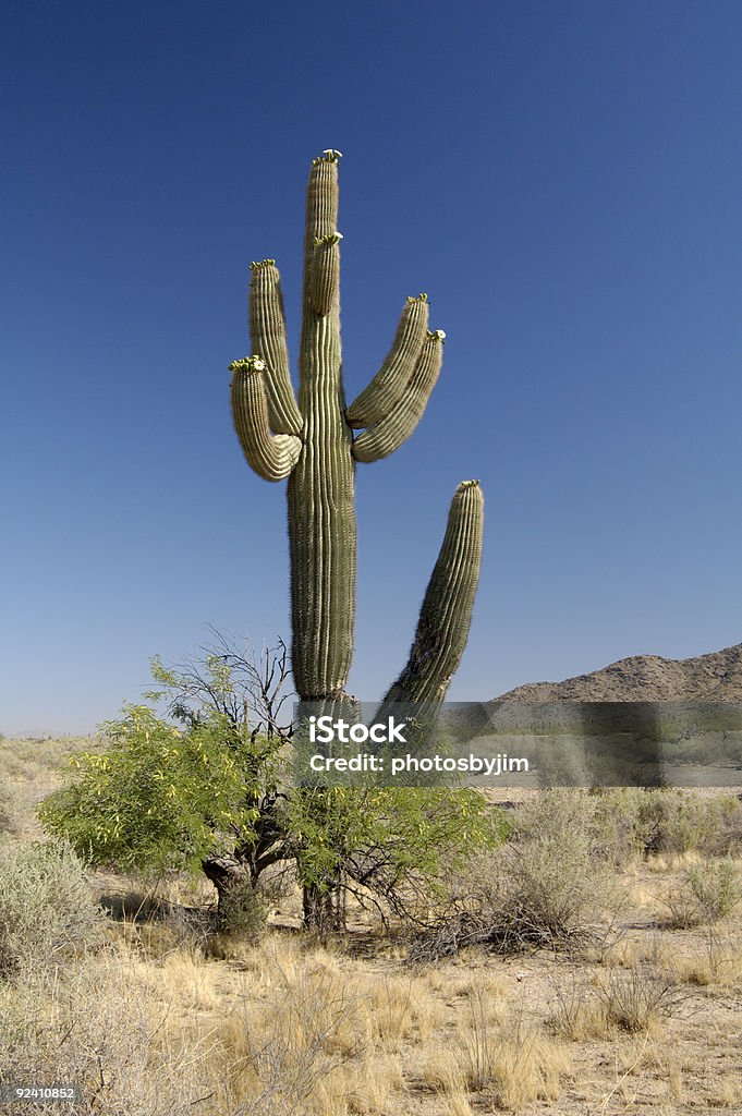 Desierto Bloosoms - Foto de stock de Afilado libre de derechos