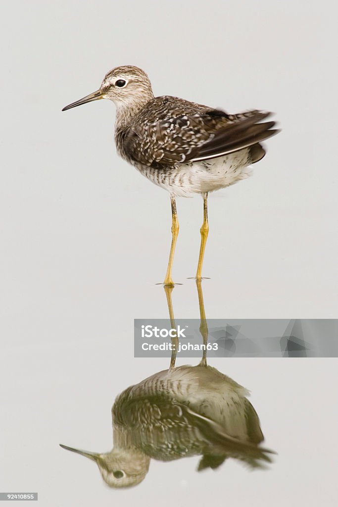 Pilrito-de-colete; calidris melanotos; República da África do Sul - Royalty-free Músculo Peitoral Foto de stock