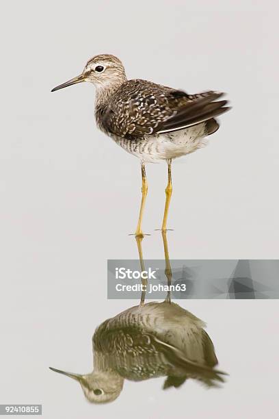 Pilritodecolete Calidris Melanotos República Da África Do Sul - Fotografias de stock e mais imagens de Músculo Peitoral