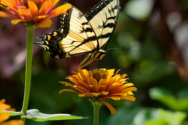 Butterfly on Orange Flowers stock photo