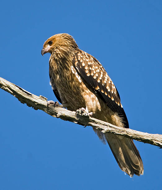 Juvenile Australian whistling kite (Haliastur sphenurus) A young Australian whistling kite (Haliastur sphenurus)perched on a dead eucalypt branch, showing its juvenile plumage with dark flight feathers and mottled white spots. haliastur sphenurus stock pictures, royalty-free photos & images