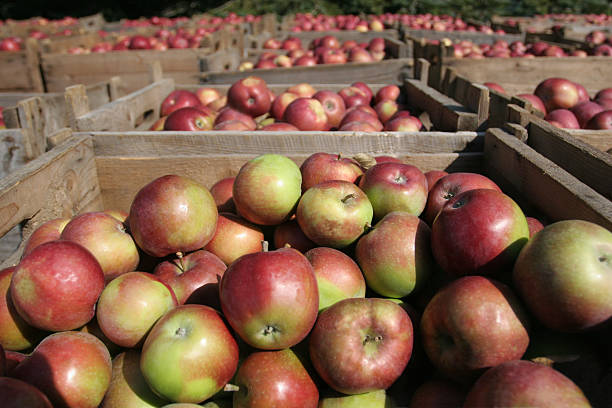 istock Red and green apples in morning-light 92411054