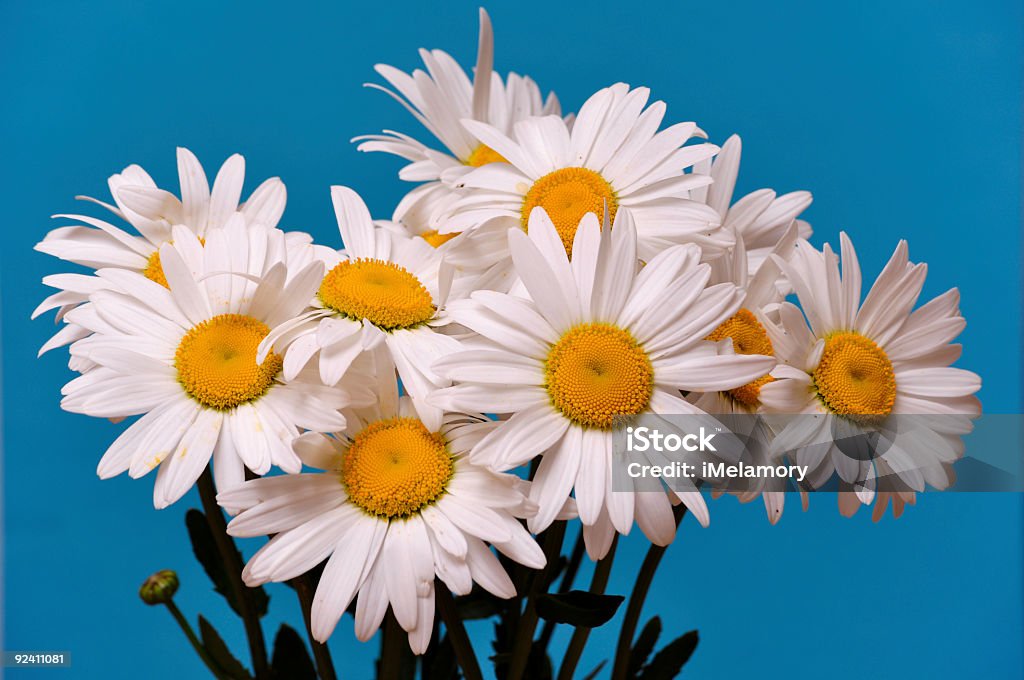 カモミールの花 - カラー画像のロイヤリティフリーストックフォト