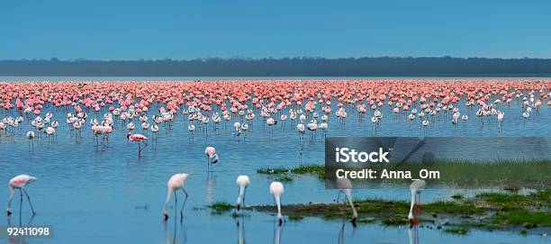 에서 Flamingo 가축떼에 대한 스톡 사진 및 기타 이미지 - 가축떼, 홍학, 케냐