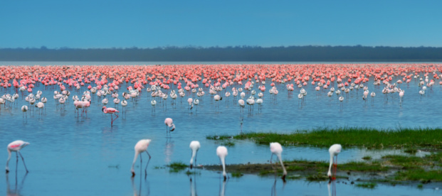 Flocks of flamingo. Africa. Kenya. Lake Nakuru