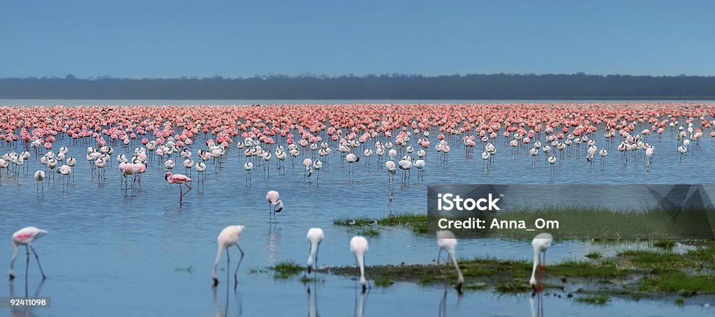 Bandos de flamingo - Royalty-free Flamingo Foto de stock