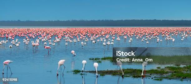 Bandos De Flamingo - Fotografias de stock e mais imagens de Flamingo - Flamingo, Manada, Quénia