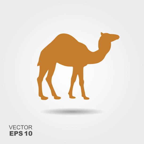 illustrations, cliparts, dessins animés et icônes de illustration vectorielle de chameau icône silhouette - two humped camel