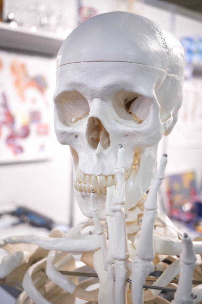 istock Skeleton mannequin with spots in the teeth 924111388