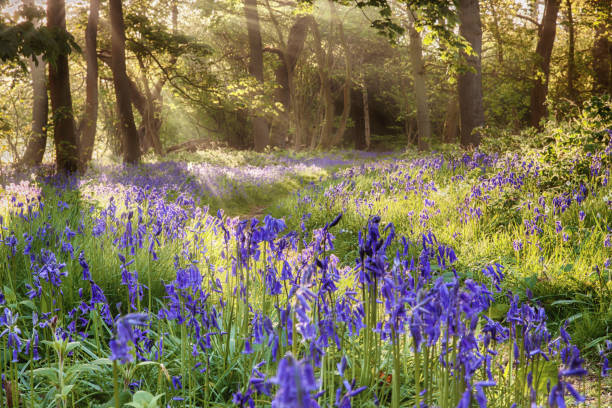 istock Bluebells woodland path with glowing sunrise light 924111750