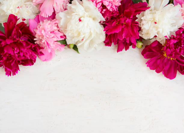 beau fond de fleur de fleurs de pivoine - beautiful red pink wood photos et images de collection