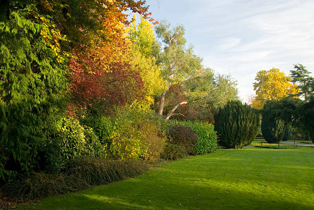 Autumn Hedgerow and Trees, Oxford  folliage stock pictures, royalty-free photos & images