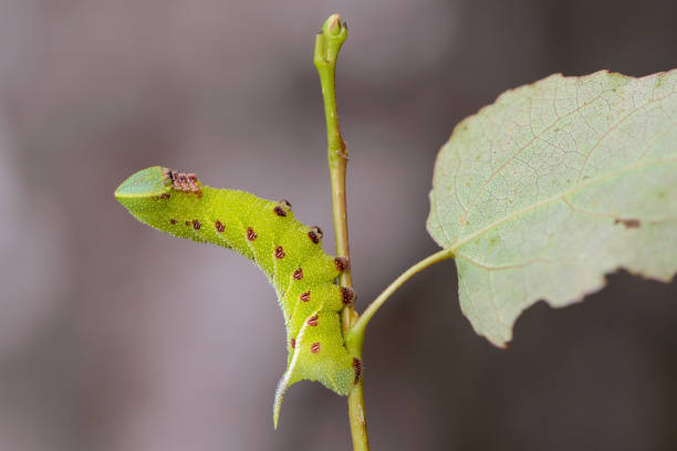 The unusual thick caterpillar of the sphingidae beautifully The unusual thick caterpillar of the sphingidae beautifully curved on the branch of the bush. smerinthus ocellatus stock pictures, royalty-free photos & images