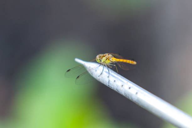 Dragonfly sits on a metal tube with holes on a green background close-up