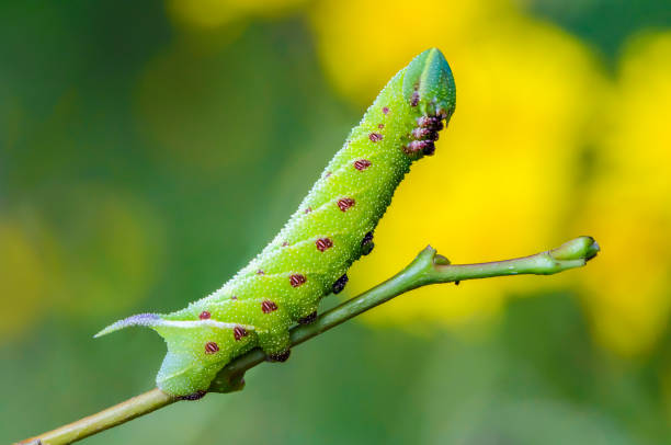 The unusual thick caterpillar of the sphingidae beautifully The unusual thick caterpillar of the sphingidae beautifully curved on the branch of the bush. smerinthus ocellatus stock pictures, royalty-free photos & images