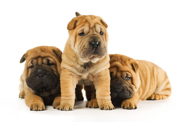 istock Group of sharpei puppies isolated on white background (studio shot) 92411442