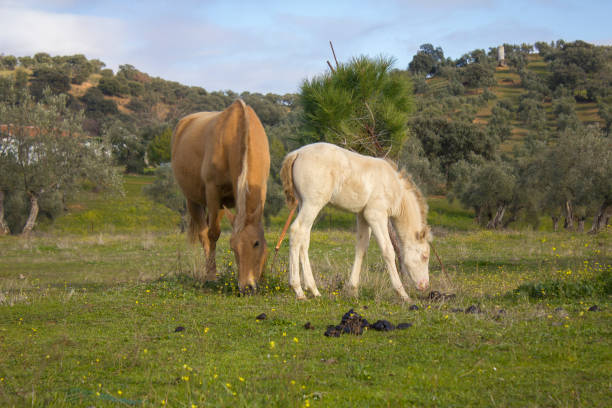 Mare and her foal grazing in the field.