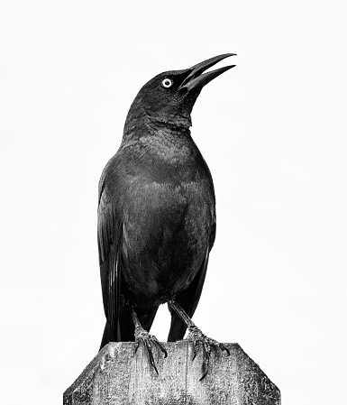 American crow standing on wood fence and looking upward in black and white.