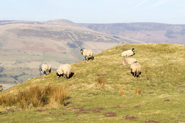 istock Sheep in field countryside grazing 924118146