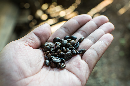Roasted coffee beans on the palm.