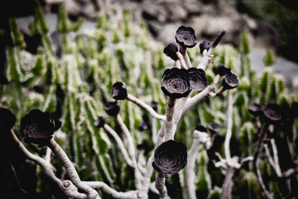 Cactuses in the cactus garden in Lanzarote, Canary Islands