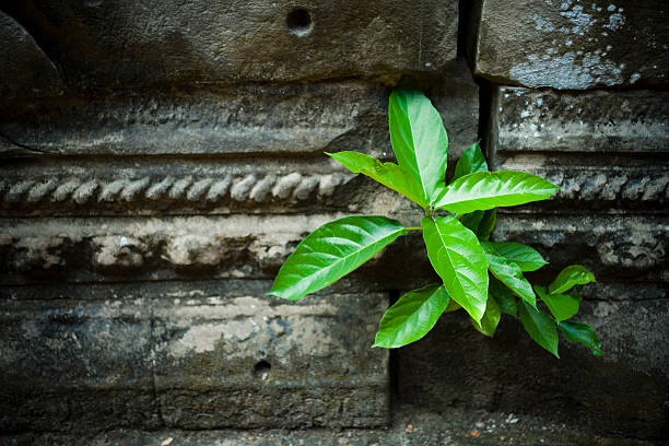 Green Plant in Old Rock Wall stock photo