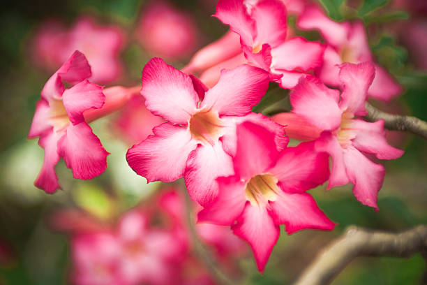 Adenium obesum stock photo