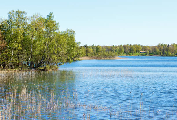 istock Lake with reeds on the shore in summer 924129286